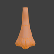 12.png 3D Nose Anatomy Model