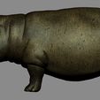 D01.jpg Hippo