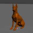 doberman-cropped-ears.png Dobermann kupierte Ohren