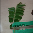 leafstrip.PNG Leaf stripper
