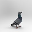 p1.jpg Standing Pigeon Figure 1/32 Scale – Urban Bird Waiting Pose for Dioramas