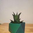 IMG_20250713_141340.jpg Twisted Pentagonal Planter