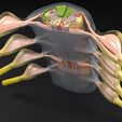 spinal-cord-transverse-section-coverings-label-3d-model-4.jpg Spinal cord transverse section coverings label 3D model