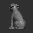 puppy-rhodesian-ridgeback-sitting7.jpg Puppy rhodesian ridgeback sitting 3D print model