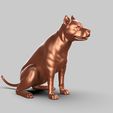 00.3.jpg American Pitbull Pose 02