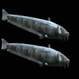Catfish-Europe-16.png FISH WELS CATFISH / SILURUS GLANIS solo model detailed texture for 3d printing