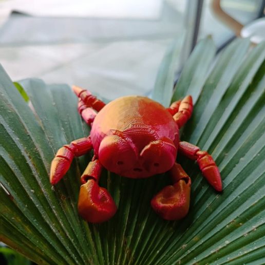 7187df57-8394-4b86-b3b3-2dc4583b67cb.jpeg Crabe flexible