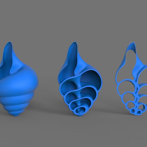 conch；shell；snails（with internal structure） 3D model