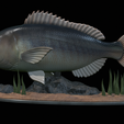 Dentex-statue-1-19.png fish Common dentex / dentex dentex statue underwater detailed texture for 3d printing