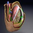 file-1.jpg testis with covering layers 3D model