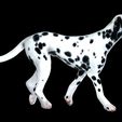 0_00053.jpg DOG - DOWNLOAD Dalmatian 3d model - Animated for blender-fbx- Unity - Maya - Unreal- C4d - 3ds Max - CANINE PET GUARDIAN WOLF HOUSE HOME GARDEN POLICE  3D printing DOG DOG