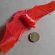 IMG_20190907_102722.jpg Pipistrelle