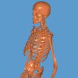 20220406_121349.jpg ESQUELETO 3D