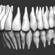 human-teeth-3d-model-obj-stl-1.jpg Human teeth