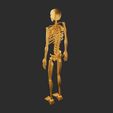 04.jpg Skeleton 3D Model