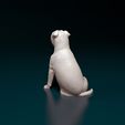 Dog-Staf-05.jpg Staffordshire Bull terrier 08