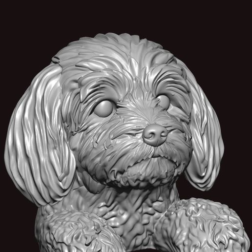 2aaaaa.jpg Собака породы хаванез в позе пики