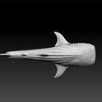 a2.jpg Whale Shark