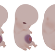 6_Weeks_Diffuse_Color.png 3D file 6 Weeks Human embryonic (baby stages)・3D print model to download