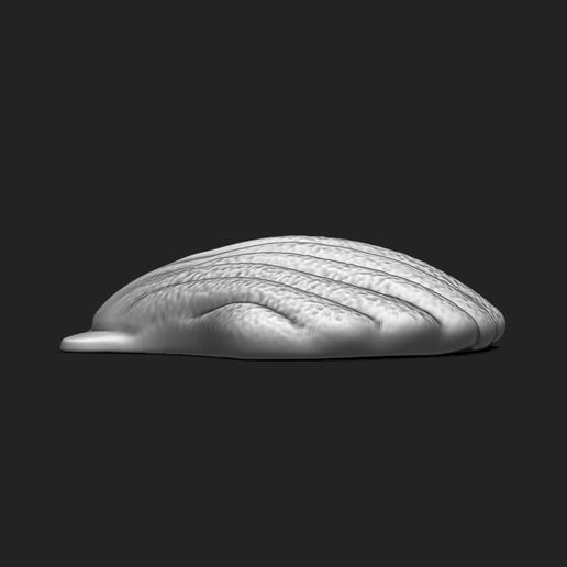 3.jpg Shell 11 - 3D Print - Aquarium