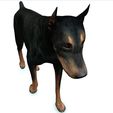 002.jpg DOG DOG DOWNLOAD Dóberman 3d model Animated for Blender - fbx - unity - maya - unreal - c4d - 3ds max - 3D printing DOBERMAN DOG DOG PET CANINE POLICE WOLF DOG