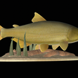 Golden-dorado-statue-1-7.png fish golden dorado / Salminus brasiliensis statue underwater detailed texture for 3d printing