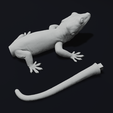 Part2.png Gargoyle Gecko Pet Reptile