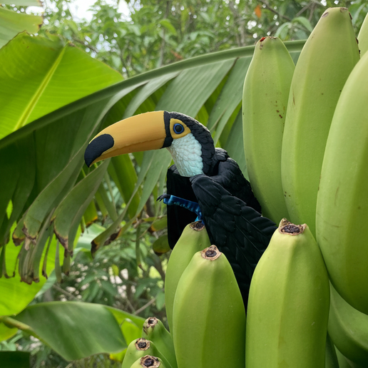 Tucan - 3D model önizlemesi