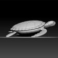 ZBru222222222.jpg Turtle
