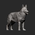 Swiss-white-shepherd10.jpg Swiss white shepherd 3D print model