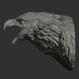 ZBrush-Document.jpg Cabeça de águia careca