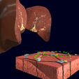 Screenshot-36.png Liver histology anatomy labelled