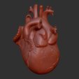 HO2.jpg HEART