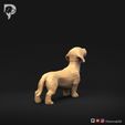 Dachshund-Miniature-Wire-Haired-Pose-02-Dog-3D-Print-4s.jpeg Dachshund Miniatura Pelo de Alambre Pose 02