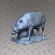 3.jpg BABYROUSA