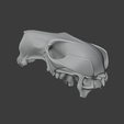 Antilopine-Kangaroo-Skull_front_angle.png Antilopine Kangaroo Skull
