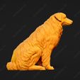 551-Australian_Shepherd_Dog_Pose_06.jpg Australian Shepherd Dog 3D Print Model Pose 06