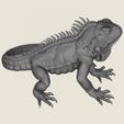 Wild-Iguana-Lizard-07.jpg Iguana salvaje Lagarto