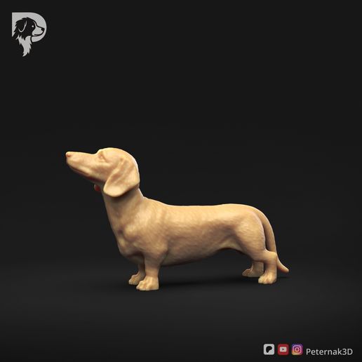 Dachshund-Miniature-Smooth-Haired-Pose-02-Dog-3D-Print-8s.jpeg Teckel miniature à poil lisse Pose 02