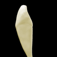 12.png Left Lower Canine #33