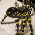 DSCN0330.JPG scarry hairyetta tarantula