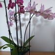 20220809_145802.jpg 3D-printed orchid holder: stylish support for your plants