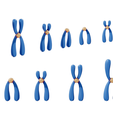 Chromosomes_Render_2.png Types of Chromosomes