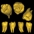 toofy2.png STL file Second Maxillary Molar Educational Sculpt II・3D printer design to download