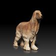 Afghan-Hound01.jpg Afghan Hound - DOG BREED - CANINE -3D PRINT MODEL