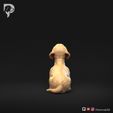 Dachshund-Miniature-Wire-Haired-Pose-08-Dog-3D-Print-5s.jpeg Dackel Miniatur Drahthaar Pose 08