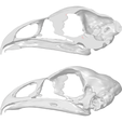 chicken-1.png Chicken Skull | 1:1 HIGH RESOLUTION 3D SCANNED REPLICA | BY CC3D