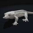 Look5.png Crested Gecko Lizard Pet