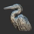 20.jpg Grey Heron bust