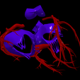 19.png 3D Model of Heart and Lungs